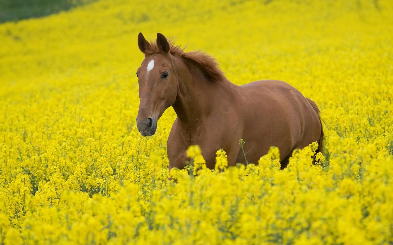 Cavallo marrone in campo giallo, 1600x1000 900p, HP Laptop