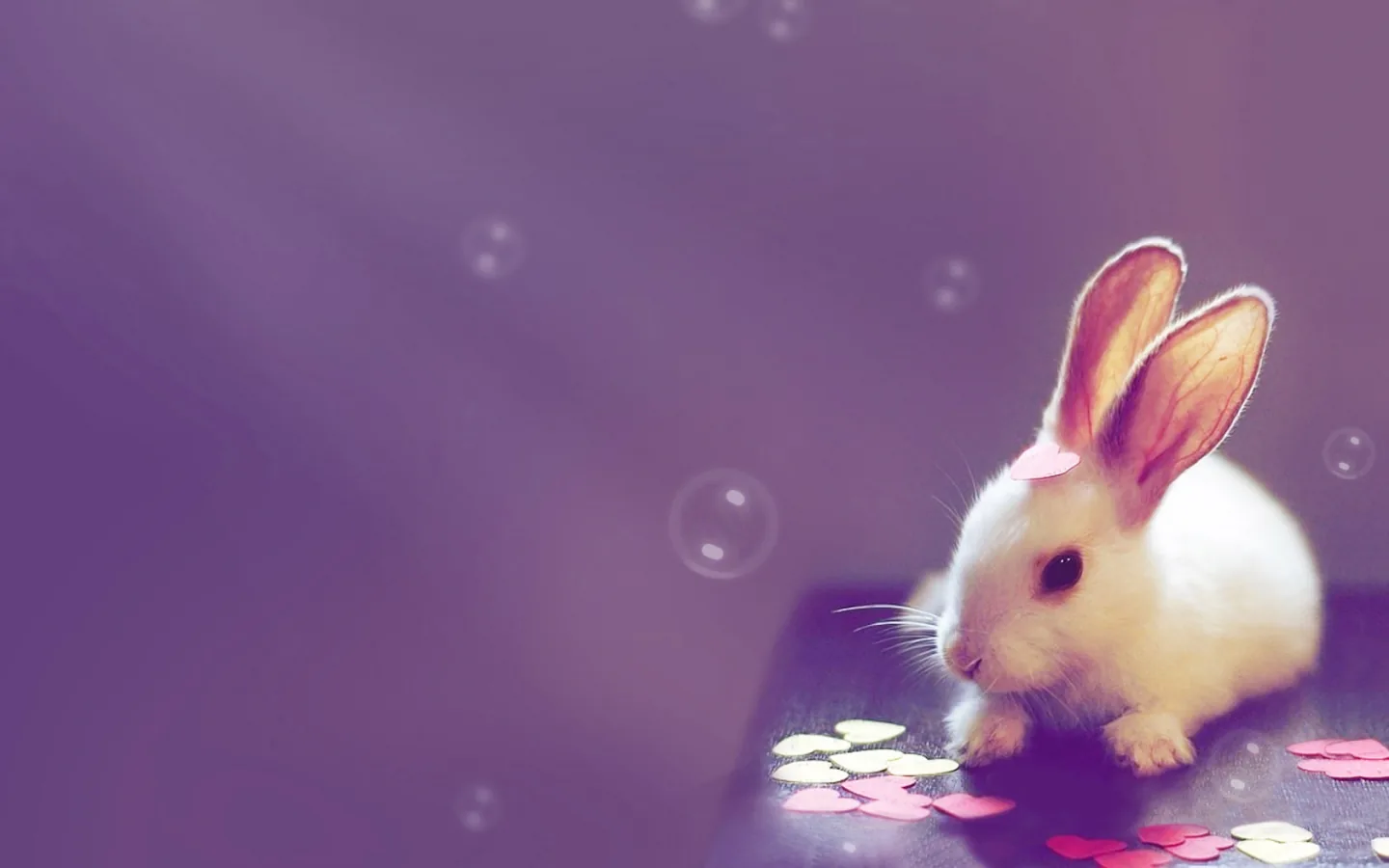 Coniglio bianco con bolle viola, 1440x900 720p, Laptop