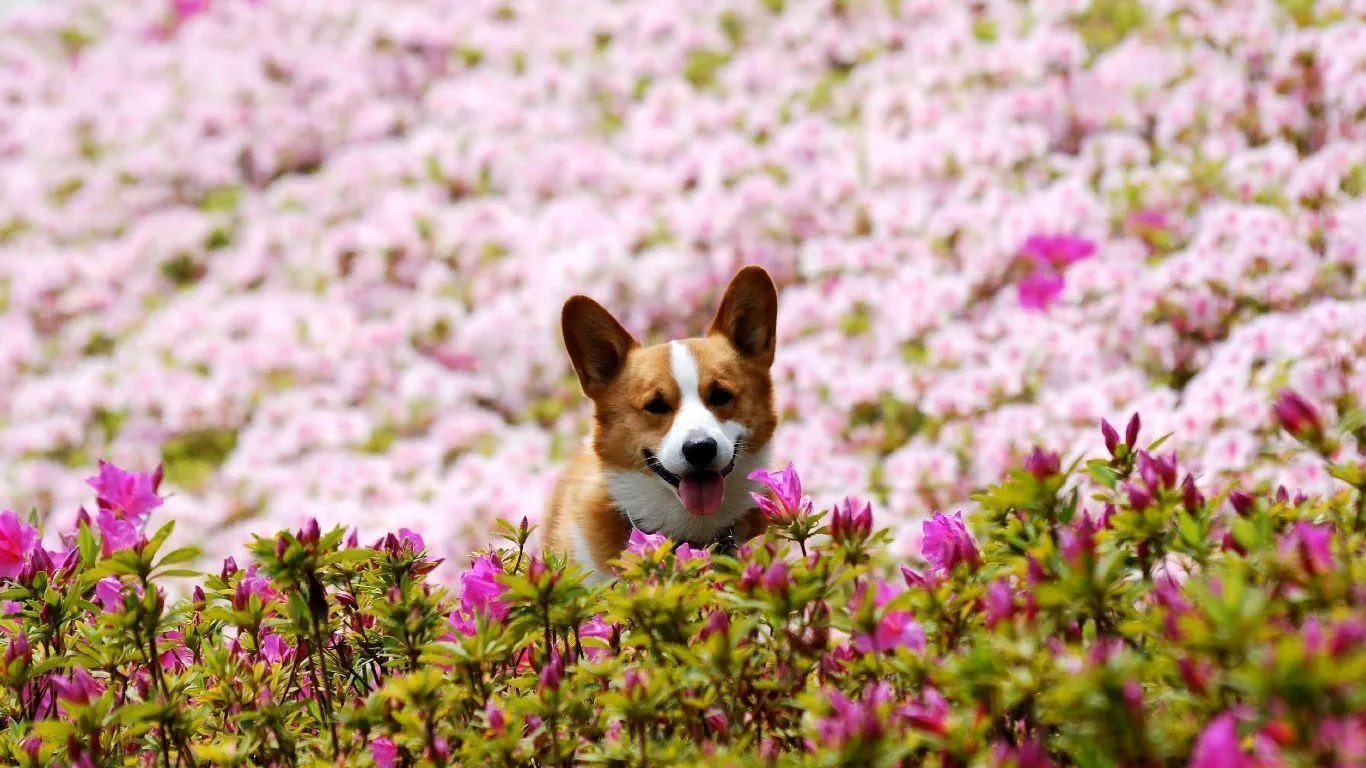 Corgi tra fiori rosa, 1366x768 HD, Desktop