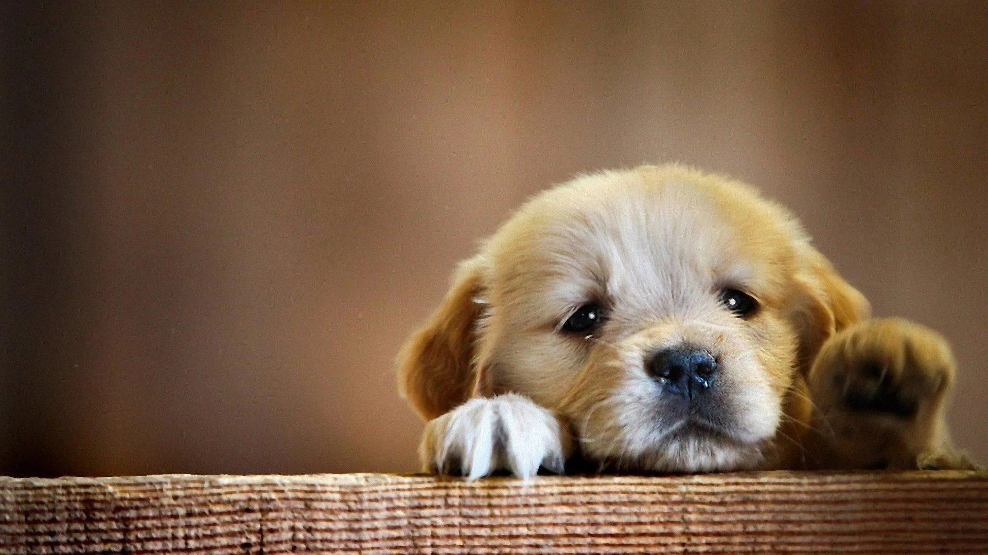 Cucciolo golden retriever su ripiano, 1920x1080 Full HD 1080p, Desktop