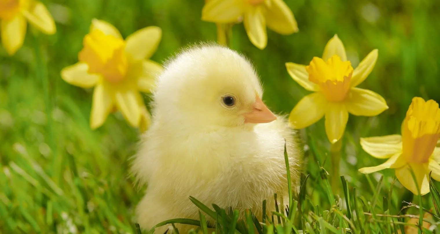 Pulcino giallo tra narcisi, 1520x810 HD, PC Desktop