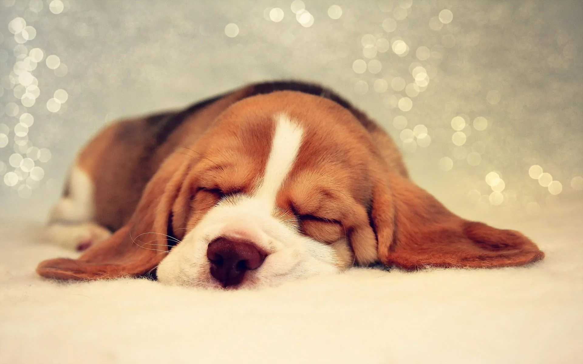 Cucciolo Beagle addormentato, 1920x1200 WUXGA, PC Desktop