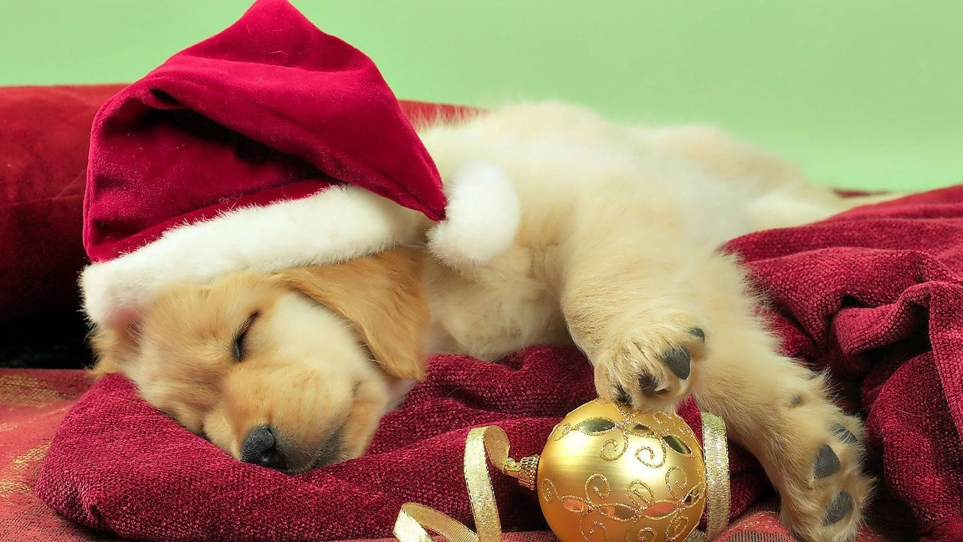 Cucciolo con cappello di Natale, 1920x1080 Full HD, Desktop