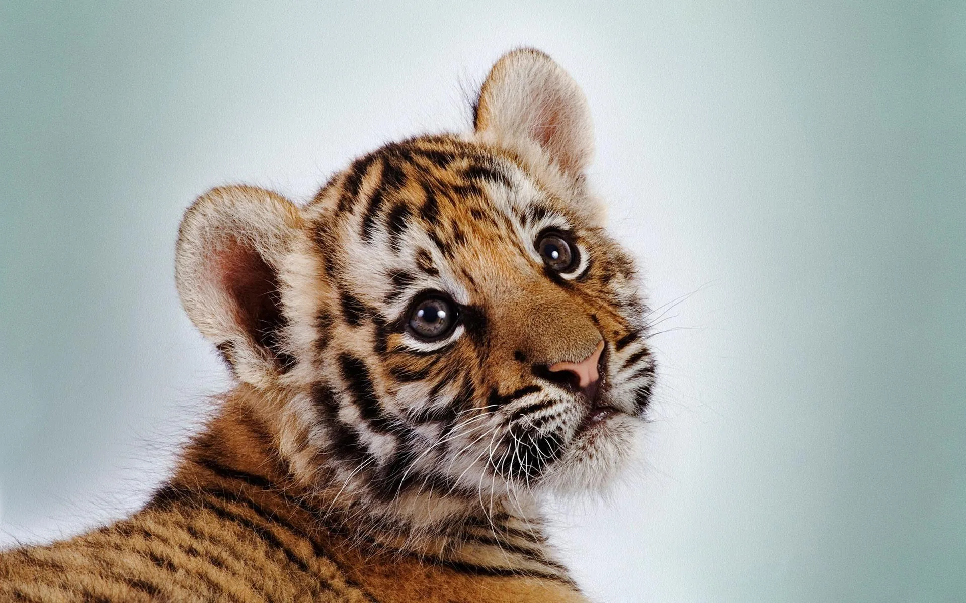 Cucciolo di tigre primo piano, 1920x1200 WUXGA, PC
