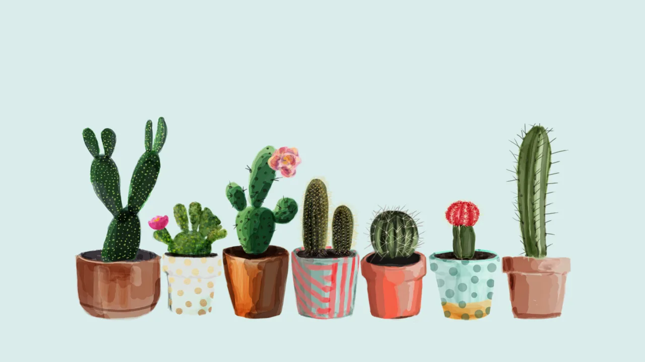 Cactus in vasi colorati, 1280x720 720p, PC