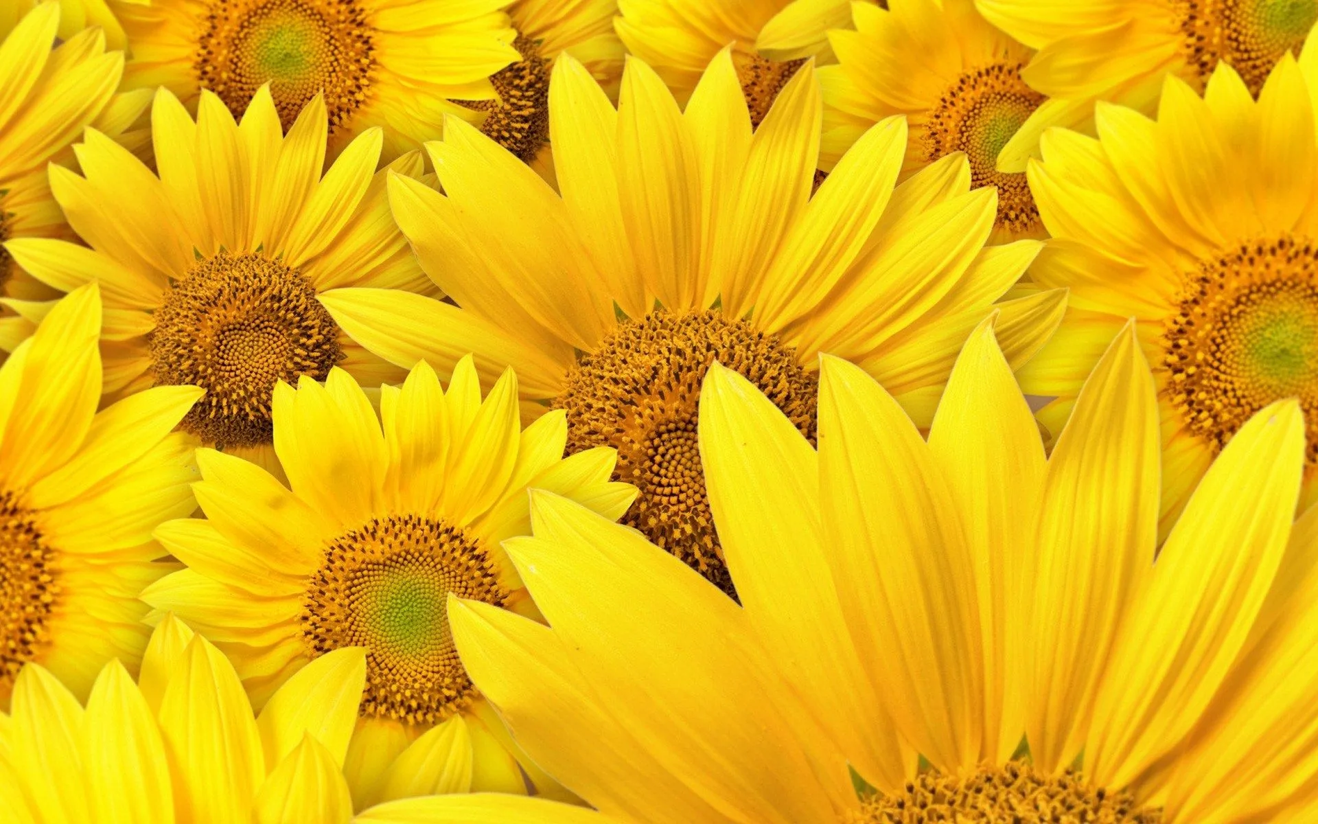 Girasoli gialli in fiore, 1920x1200 WUXGA, PC
