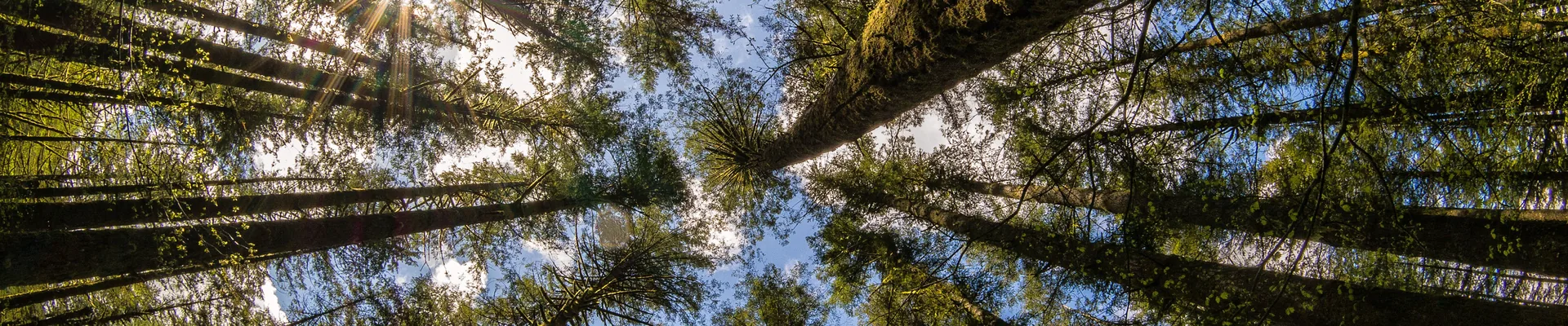 Alberi visti dal basso, foresta, 5040x1050 Ultrawide, Dual Monitor