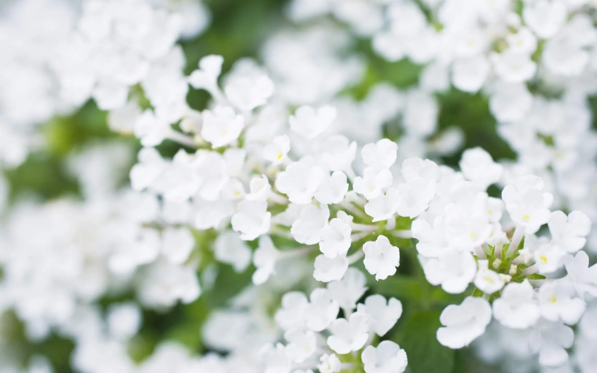 Fiori bianchi piccoli sfocati, 1920x1200 Full HD+, PC Desktop