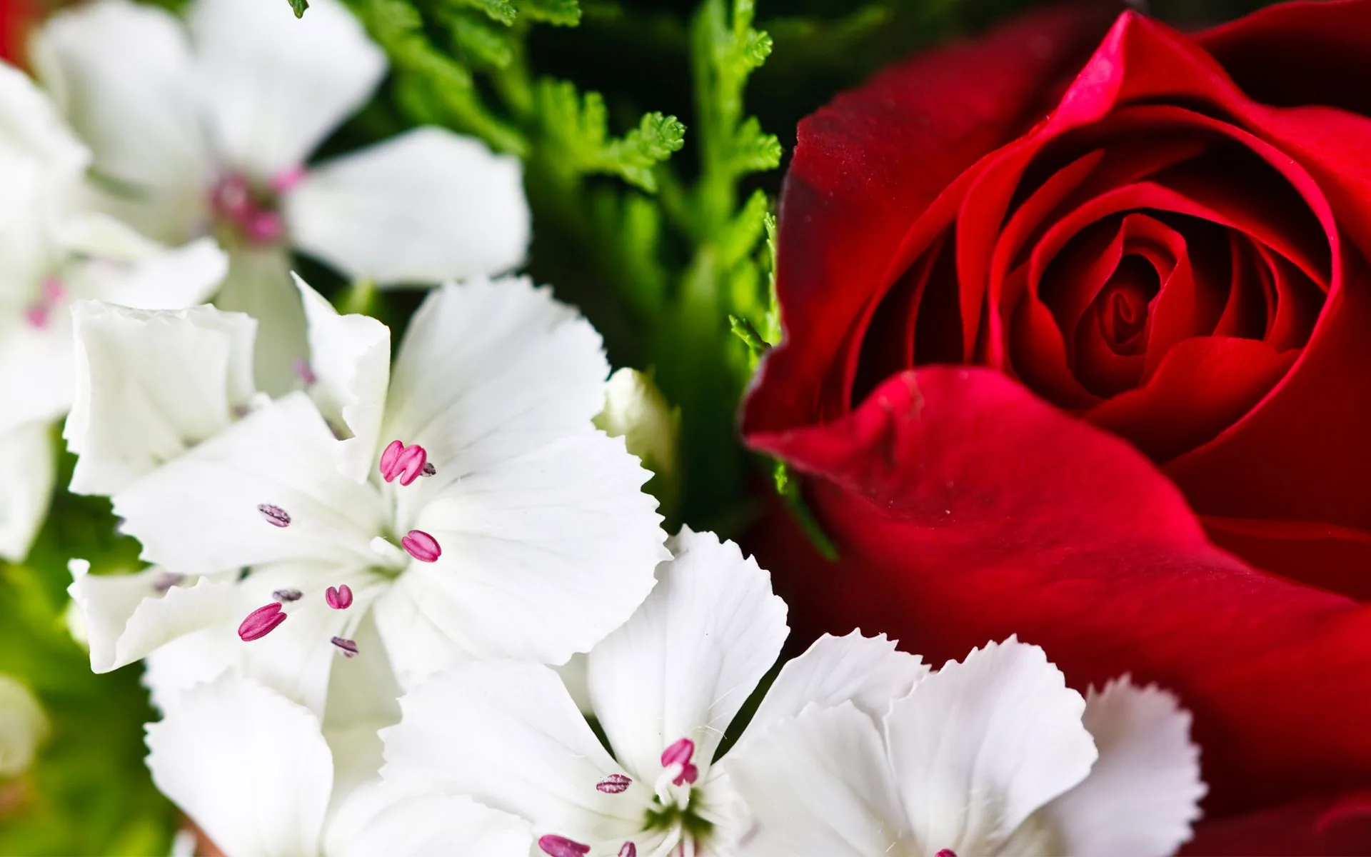 Rosa rossa e fiori bianchi, 1920x1200 WUXGA, PC