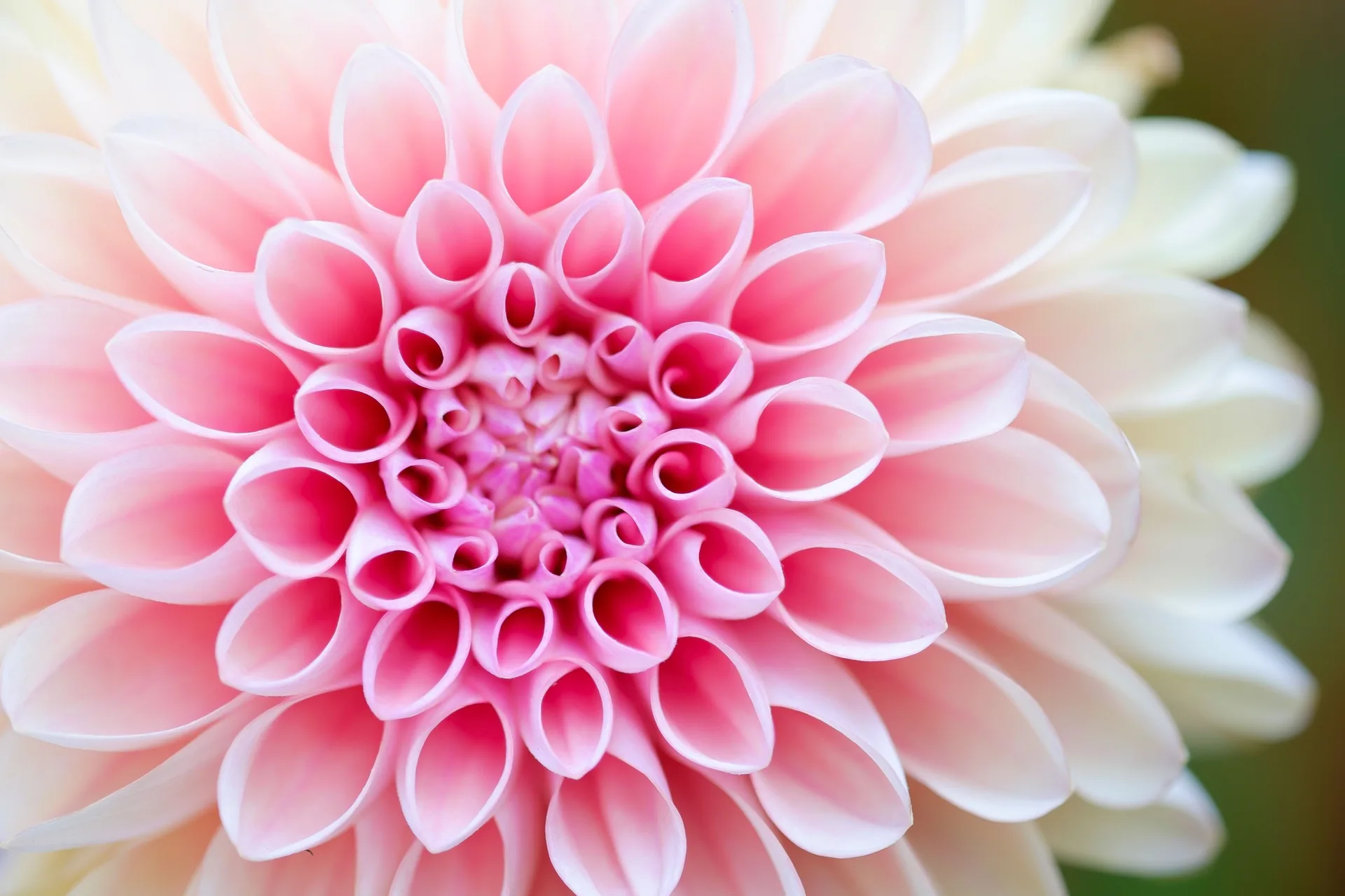 Dalia rosa in primo piano, 4896x3264 4K, Desktop 4K