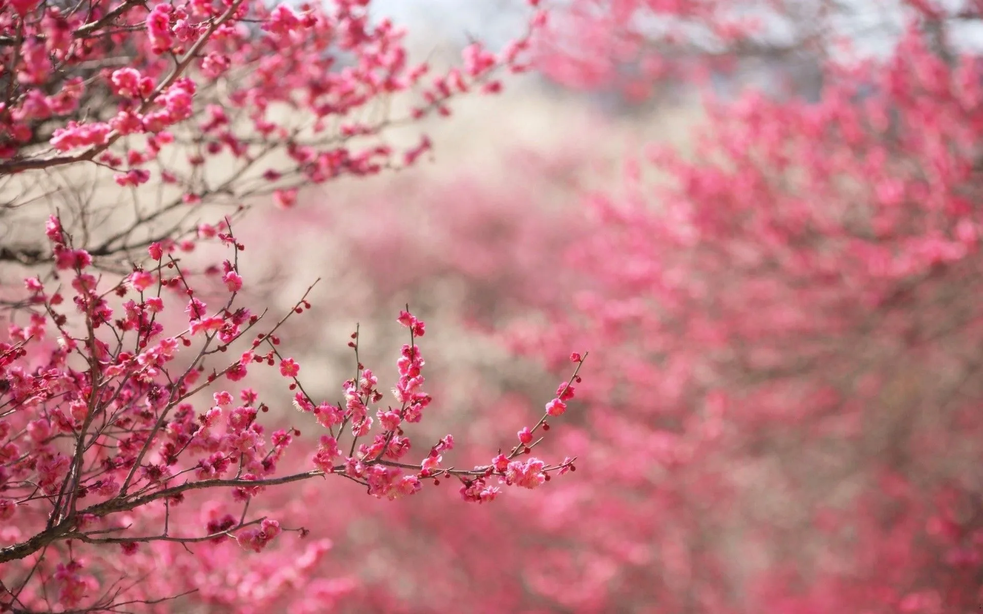 Fiori di ciliegio rosa, 1920x1200 Full HD+, Desktop