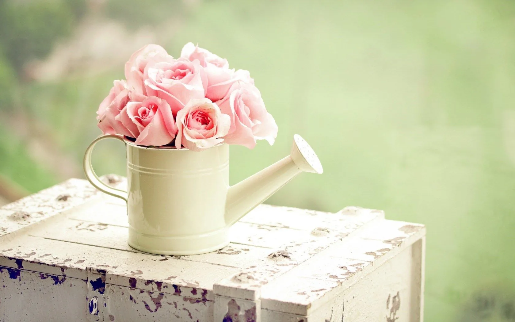 Rose rosa in annaffiatoio, 1680x1050 HD, PC