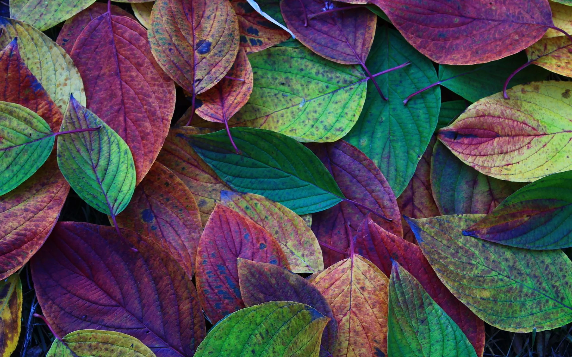 Foglie autunnali multicolori, 1920x1200 Full HD+ WUXGA, Desktop