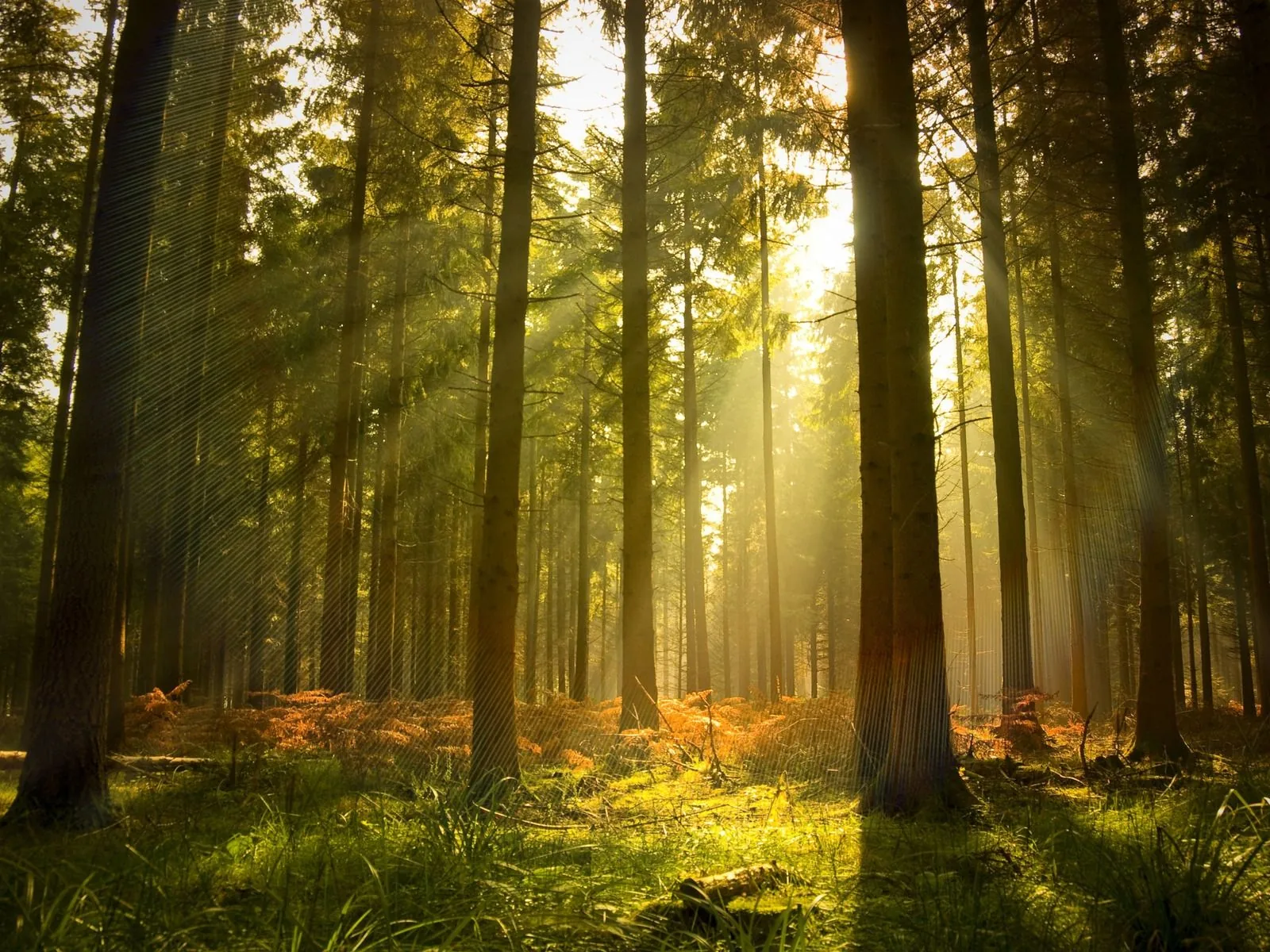 Foresta con raggi di sole, 1600x1200 900p, Desktop