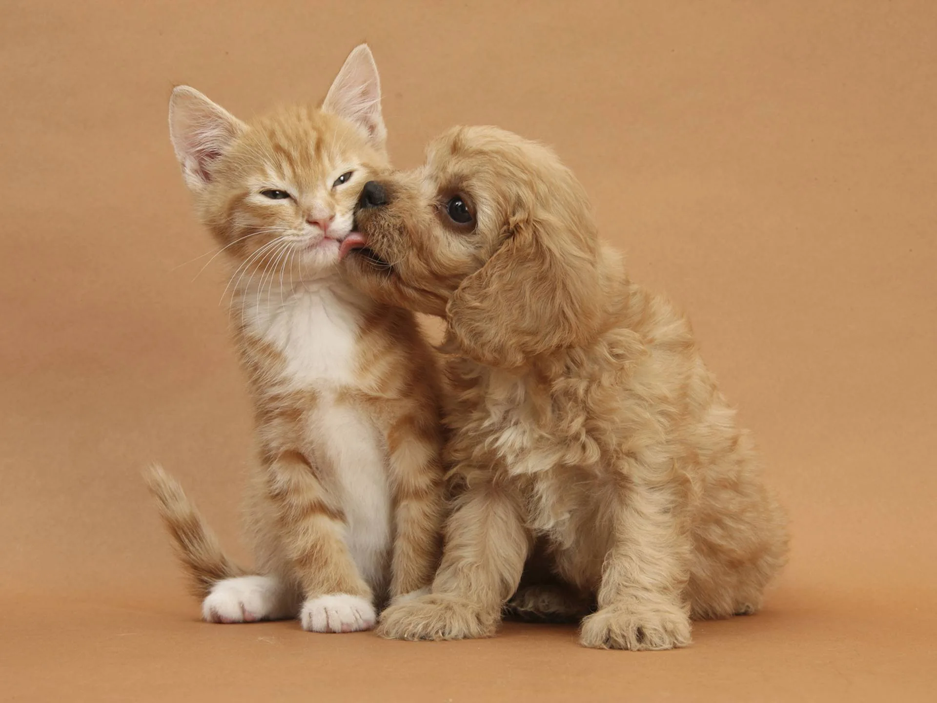 Gattino e cucciolo abbracciati, 1920x1440 Full HD+ WUXGA, PC Desktop