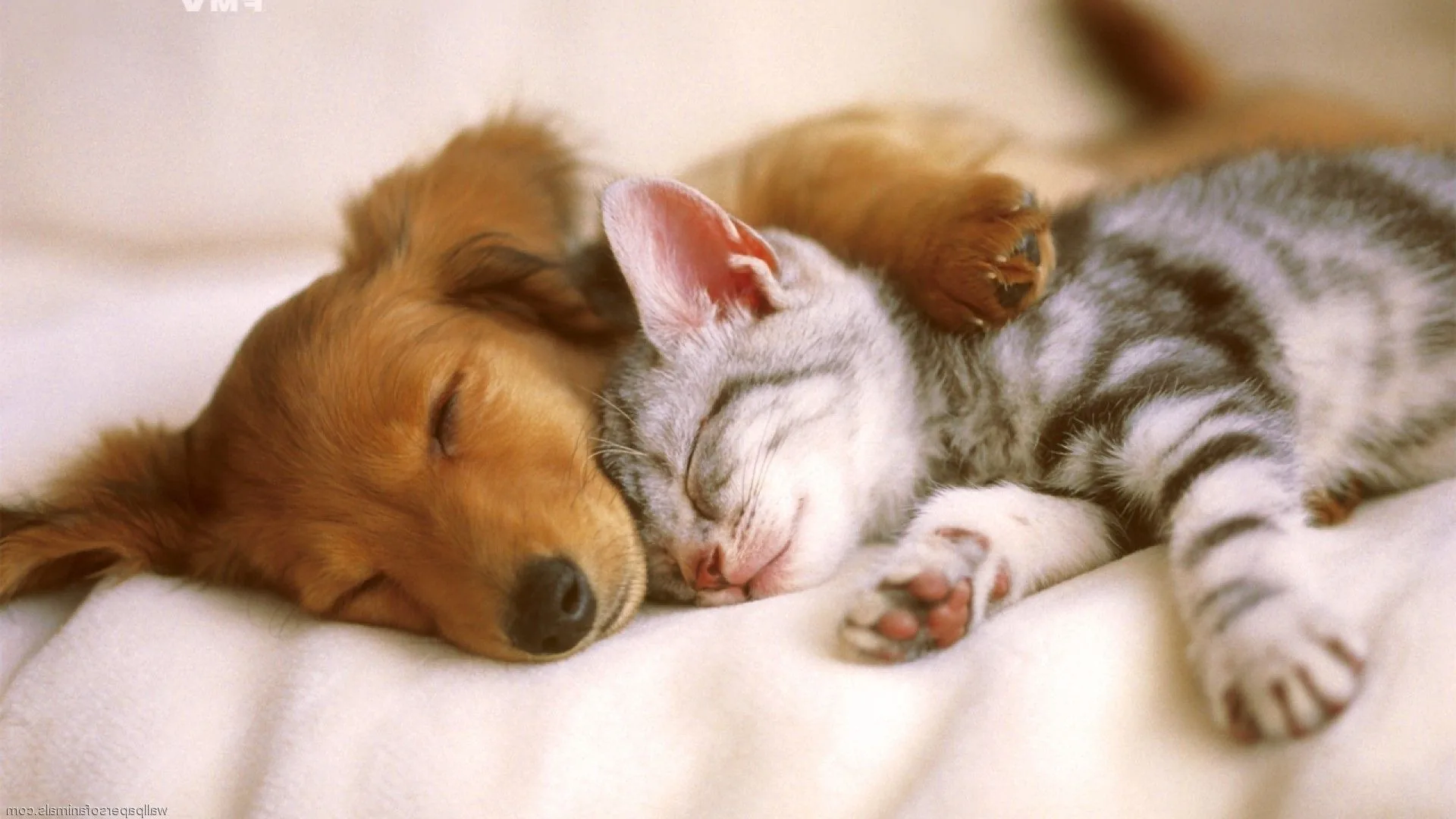 Cucciolo e gattino addormentati, 1920x1080 Full HD 1080p, PC