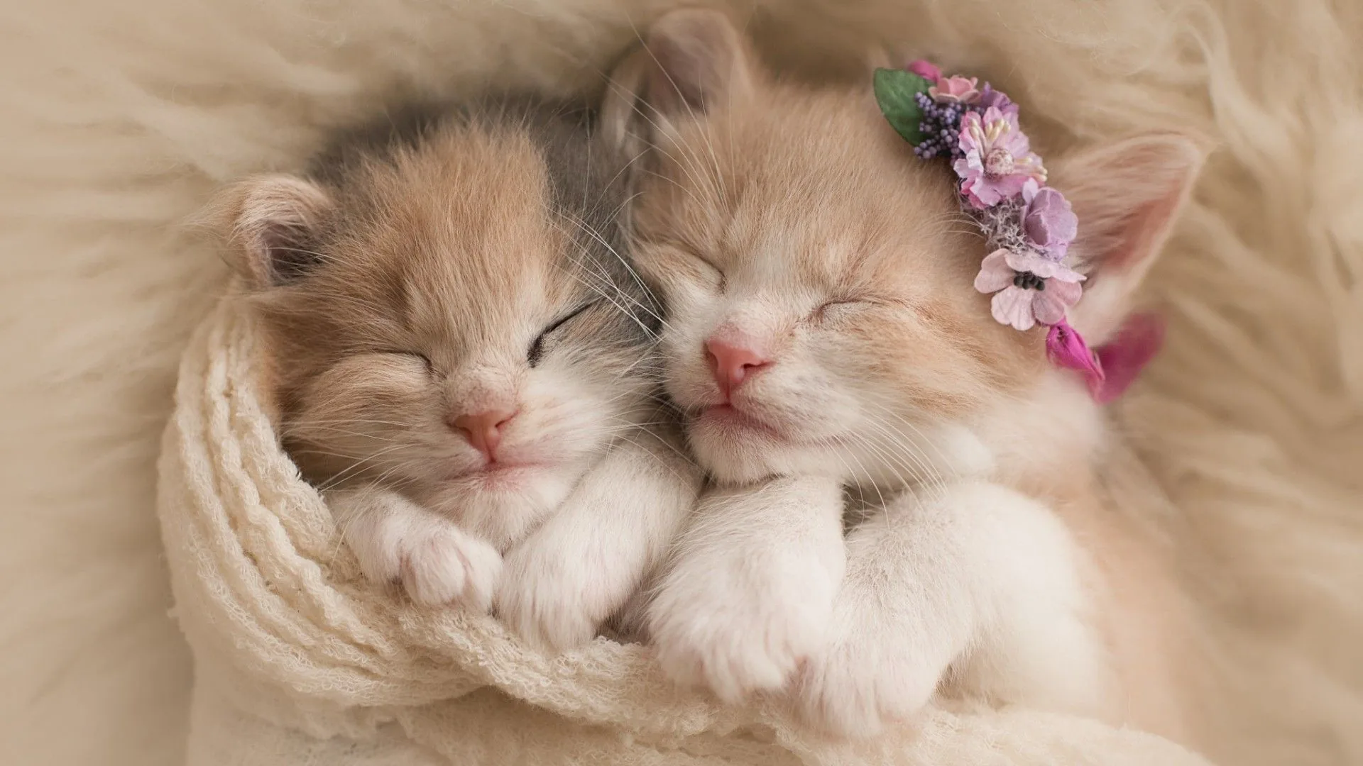 Due gattini che dormono, 1920x1080 Full HD, Desktop