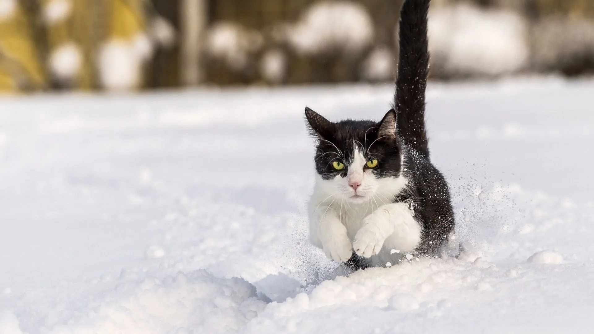 Gatto bianco e nero nella neve, 1920x1080 1080p, PC