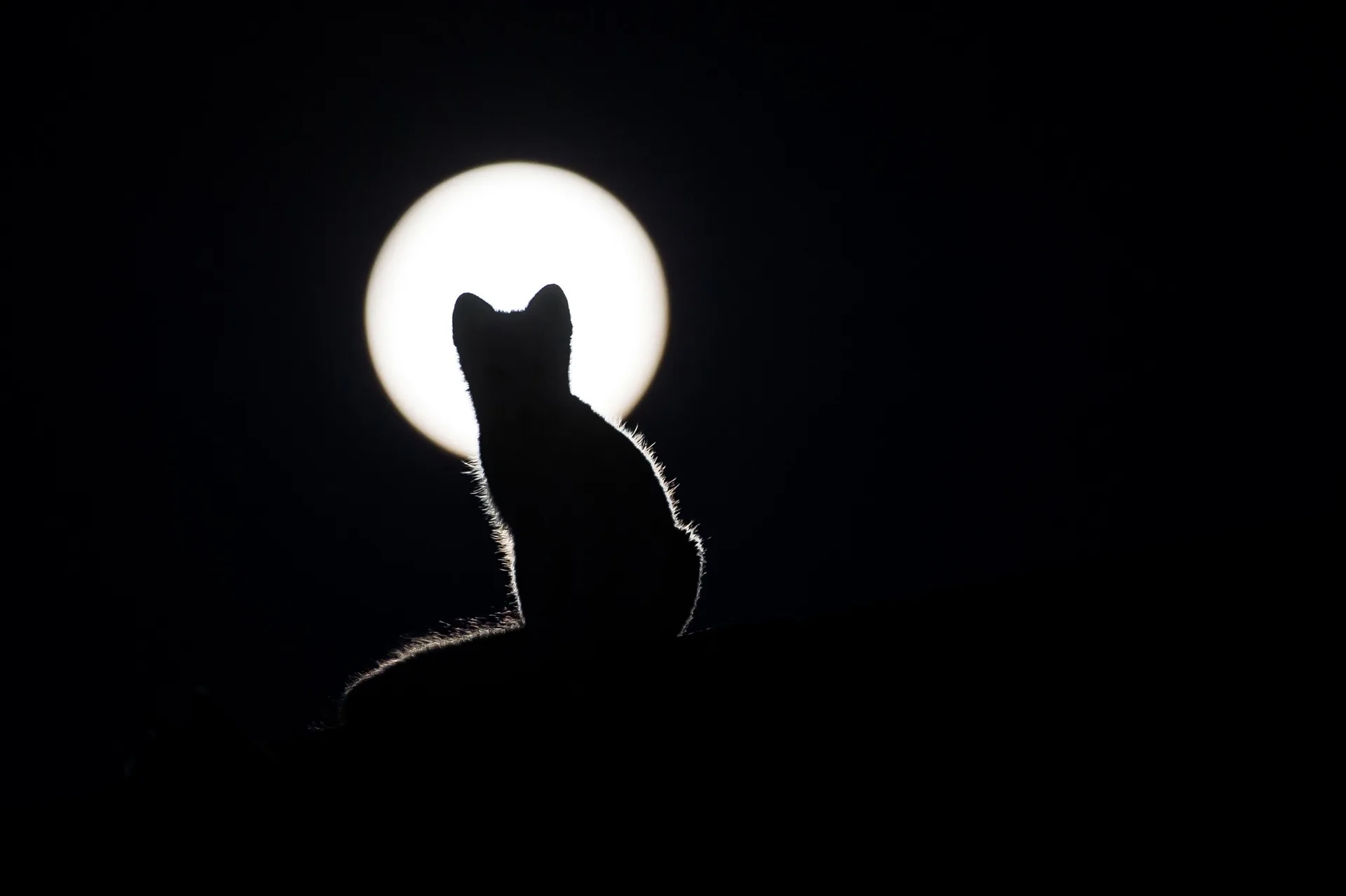 Gatto nero silhouette luna piena, 3218x2142 2K+, Laptop