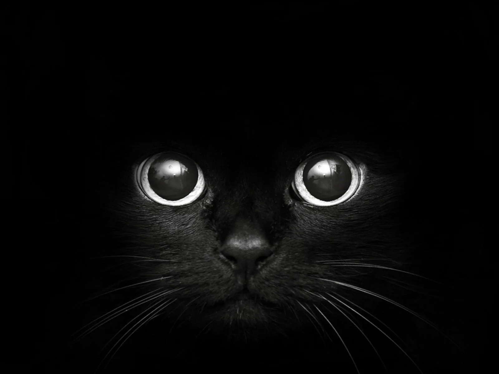 Gatto nero occhi luminosi, 1600x1200 HD, PC