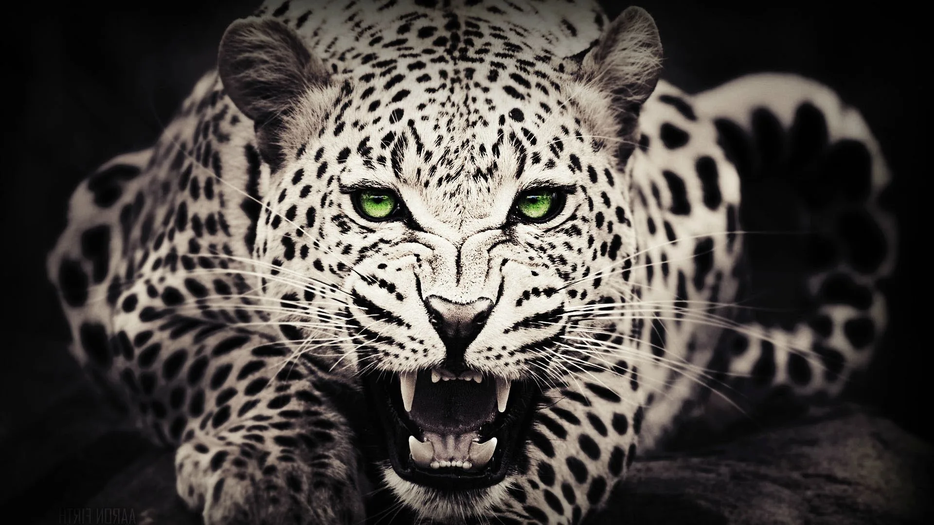 Leopardo ringhiante bianco nero, 1920x1080 Full HD, Desktop