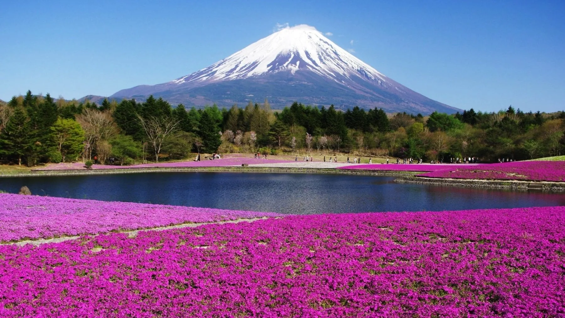 Monte Fuji con fiori rosa, Giappone, 1800x1013 900p, Laptop