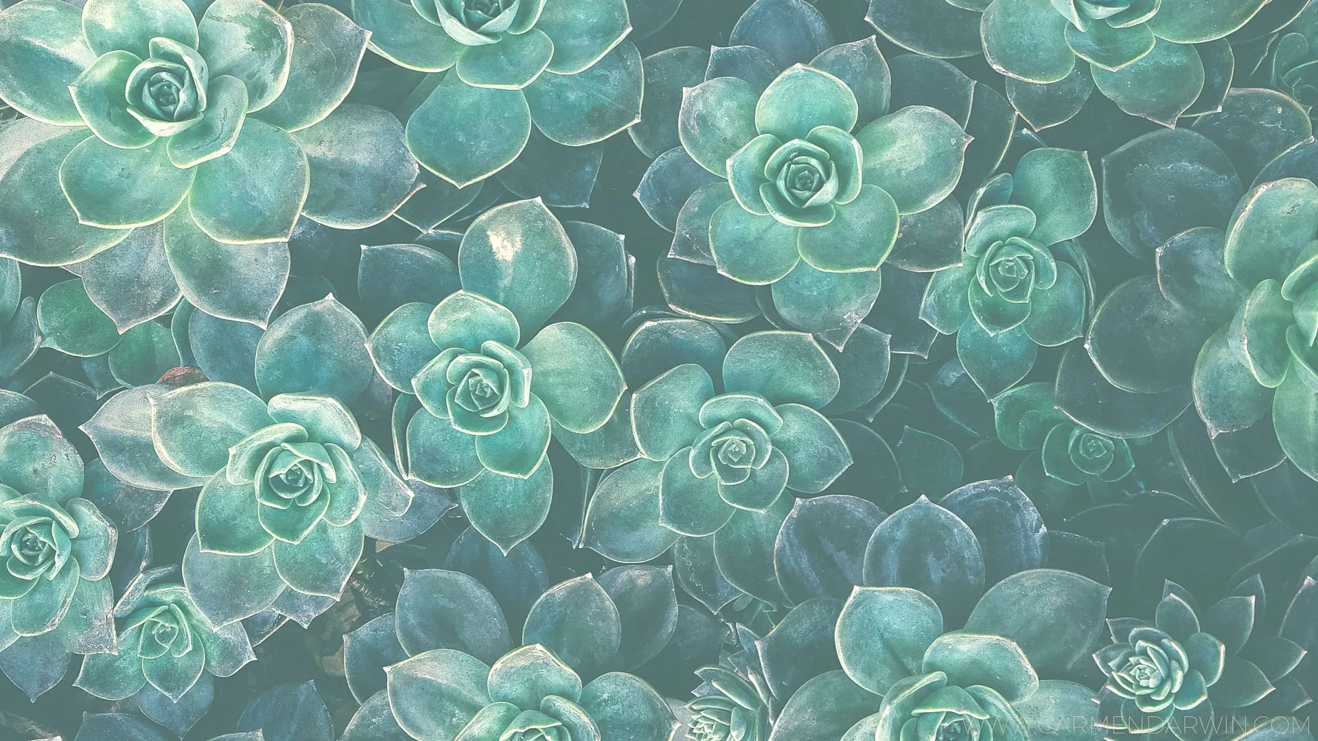 Piante grasse verde acqua, 1920x1080 1080p, PC