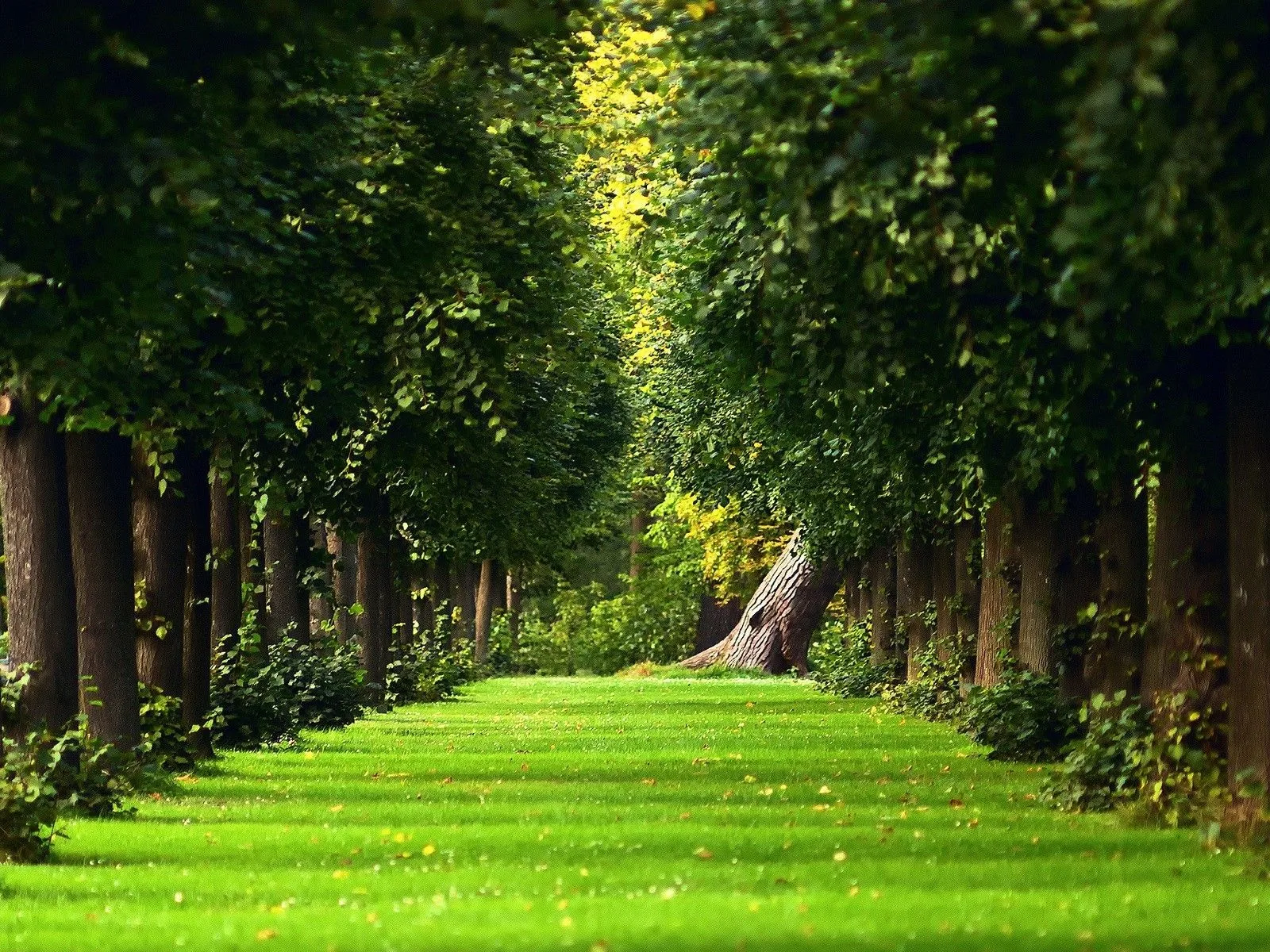 Viale erboso tra alberi verdi, 1600x1200 HD, Desktop