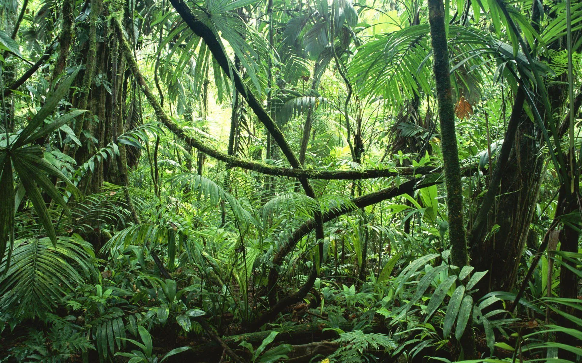 Foresta pluviale fitta verde, 1920x1200 Full HD+ WUXGA, PC
