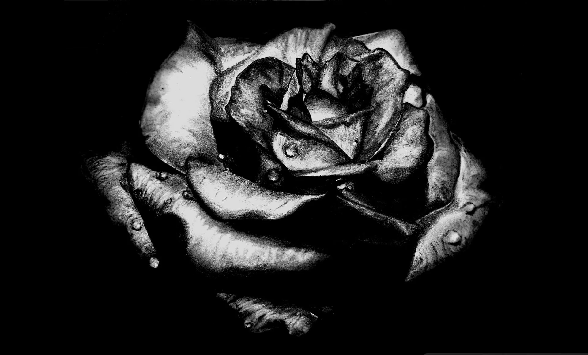 Rosa nera bianco e nero, 1920x1160 Full HD 1080p, Desktop