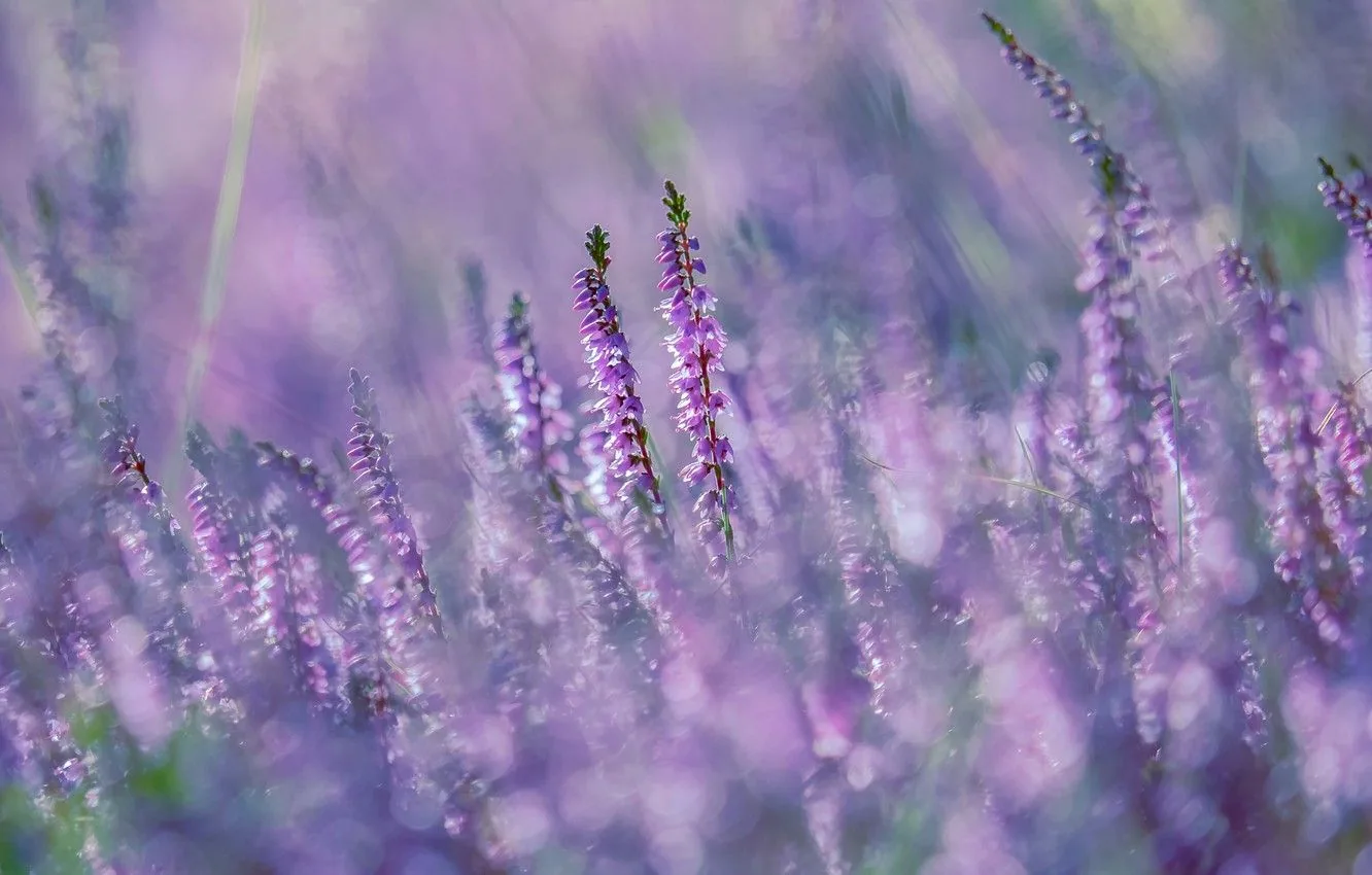 Fiori di erica viola sfocati, 1332x850 HD, Desktop