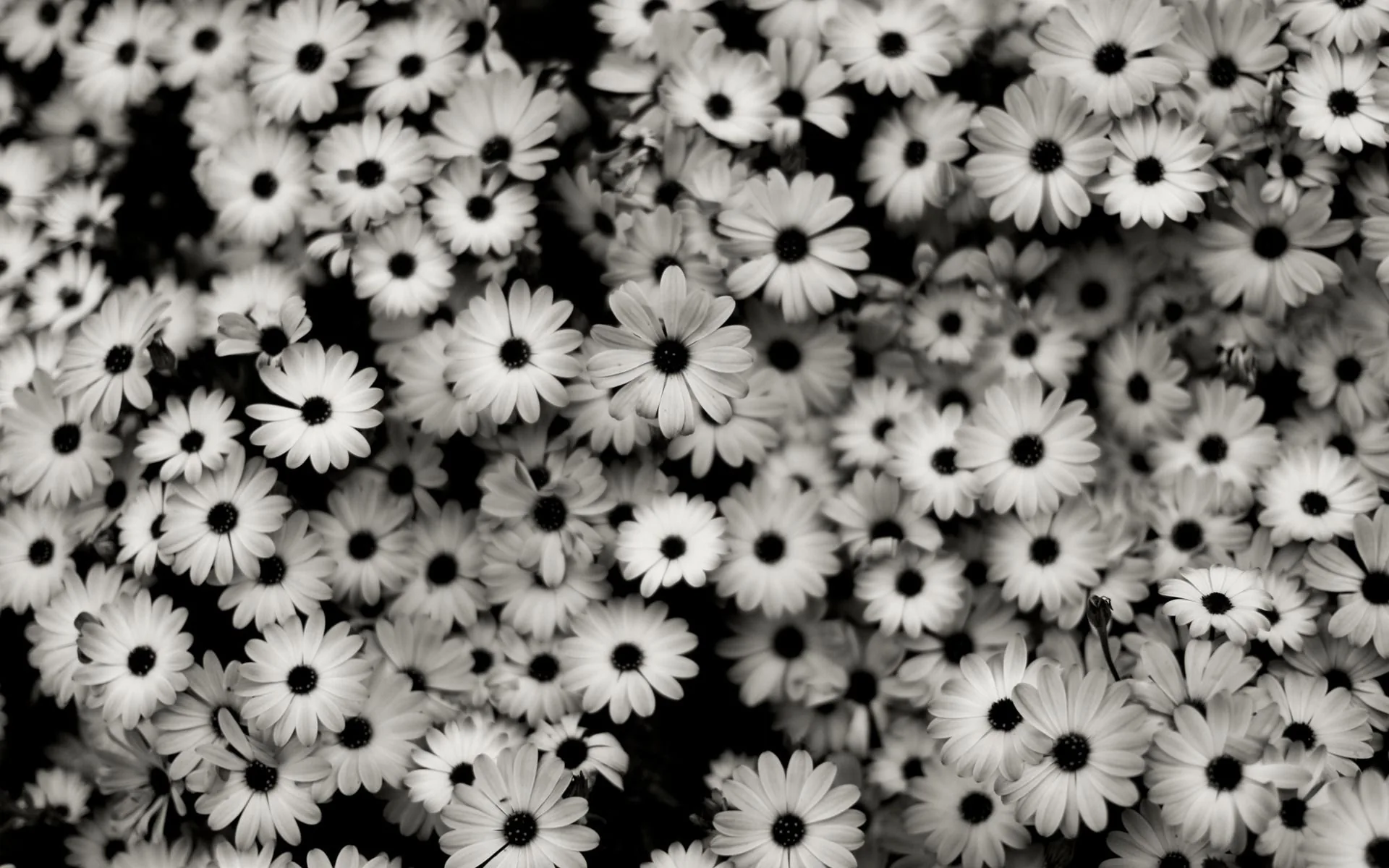 Margherite bianche e nere, 1920x1200 Full HD+, PC