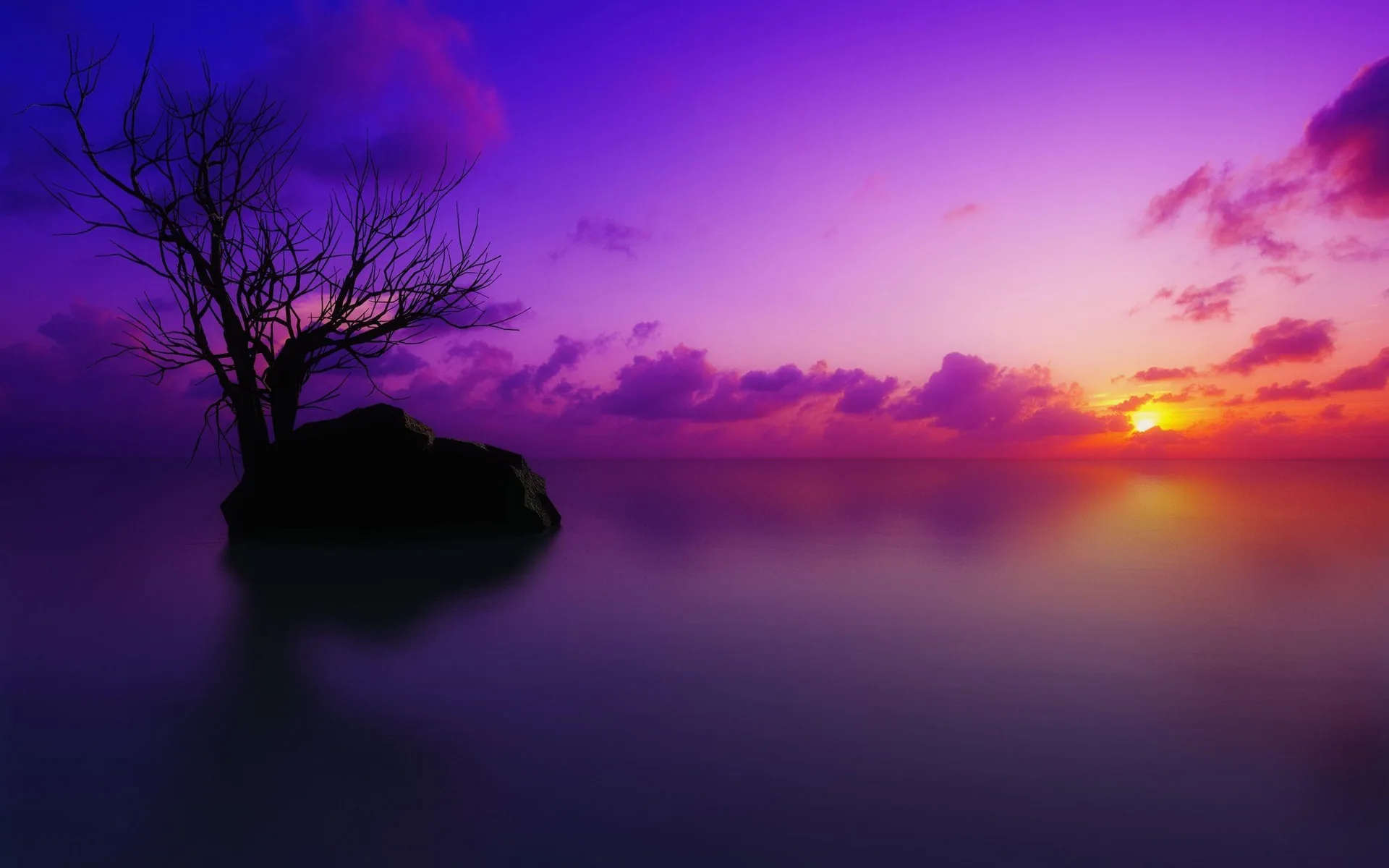 Albero solitario su roccia, tramonto viola, 2458x1536 2K, Monitor Gaming