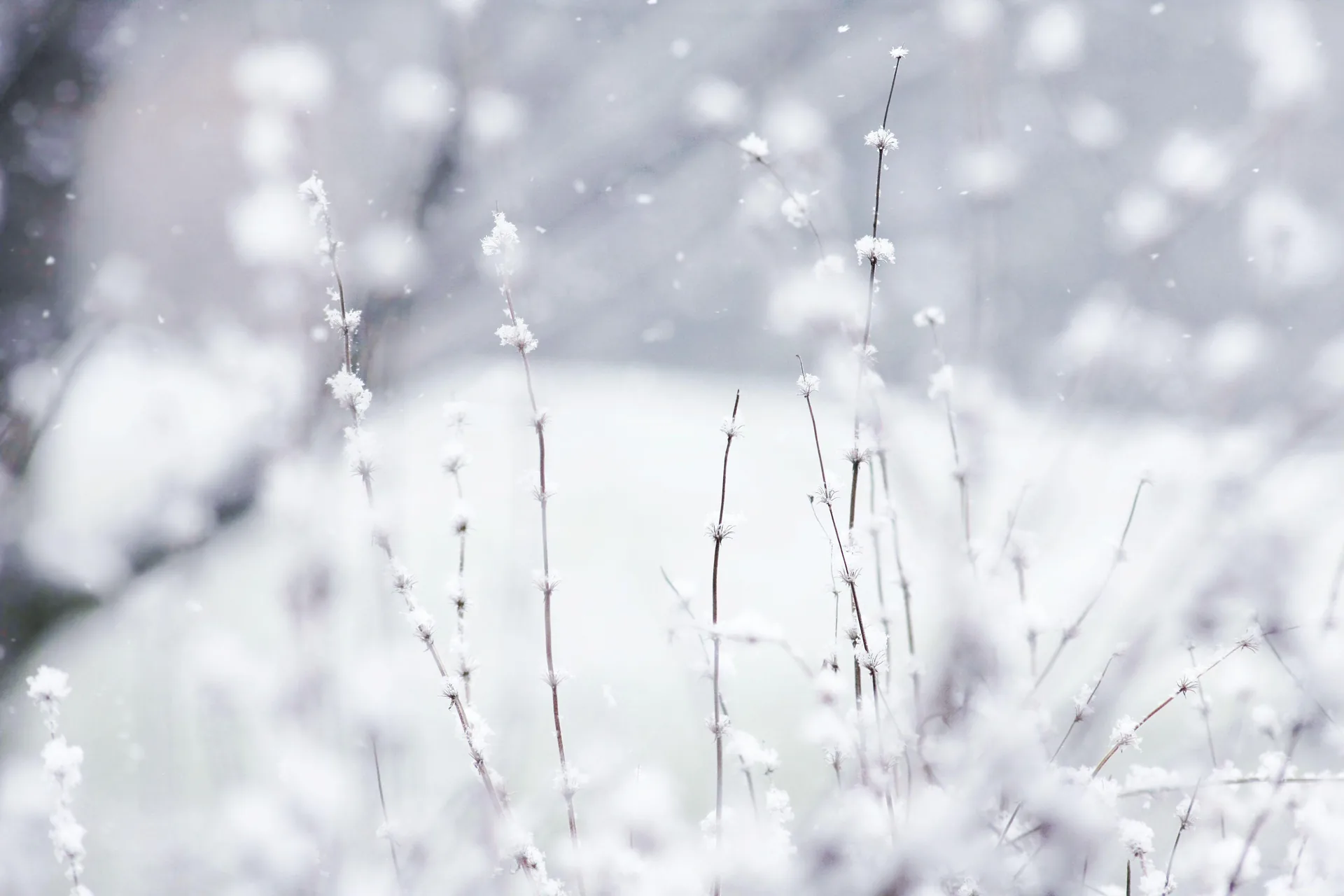 Rami innevati sfocati inverno, 3888x2592 UHD, Monitor Gaming