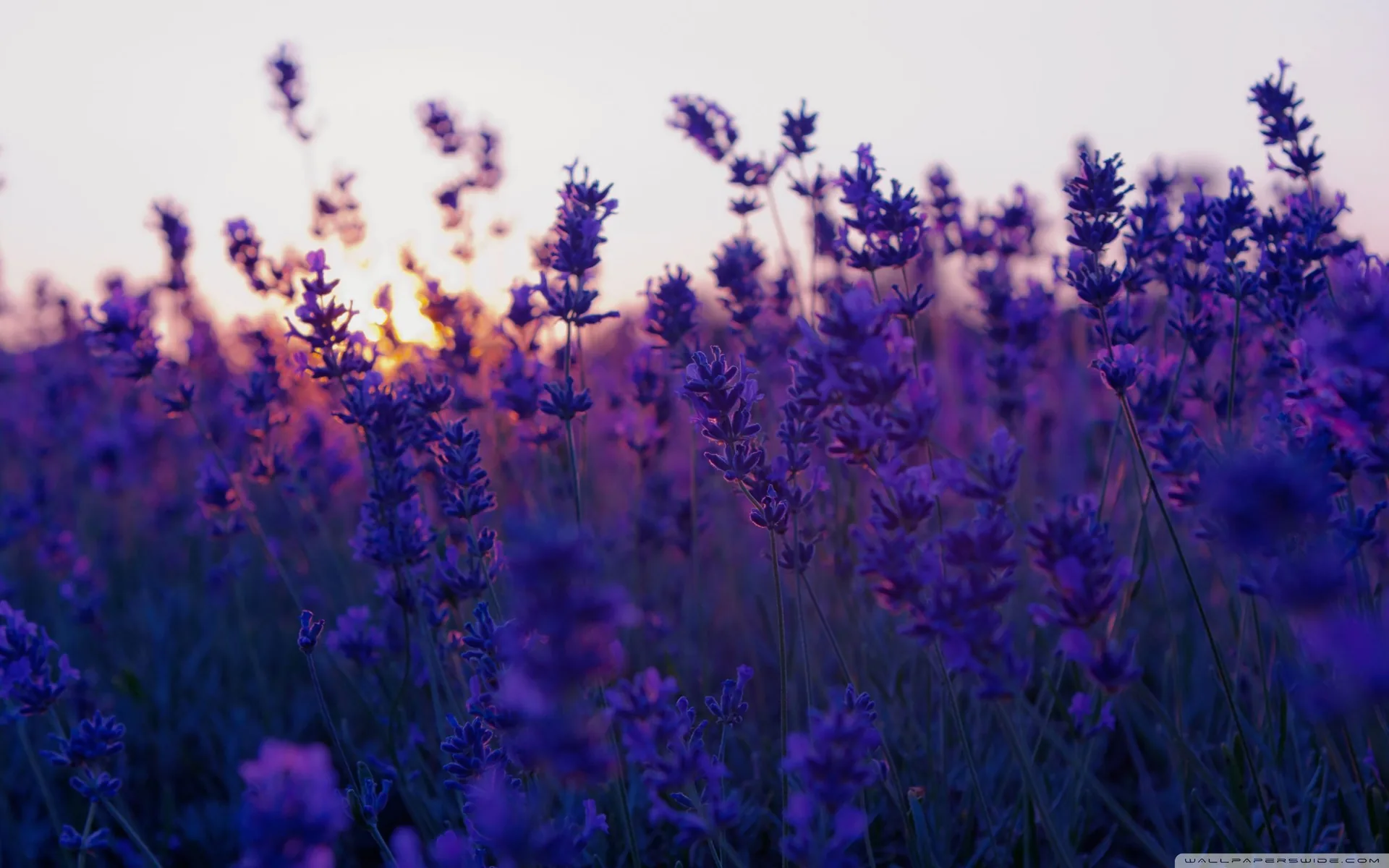 Campo di lavanda al tramonto, 2560x1600 2K, Desktop