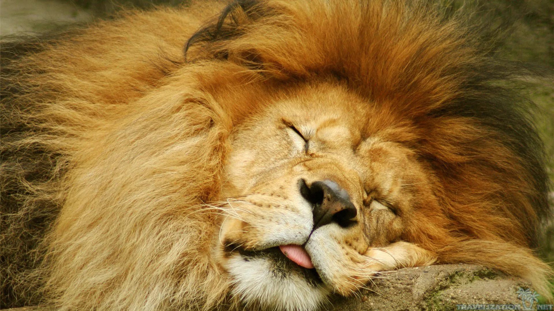 Leone dorme lingua fuori, 1920x1080 1080p, Desktop