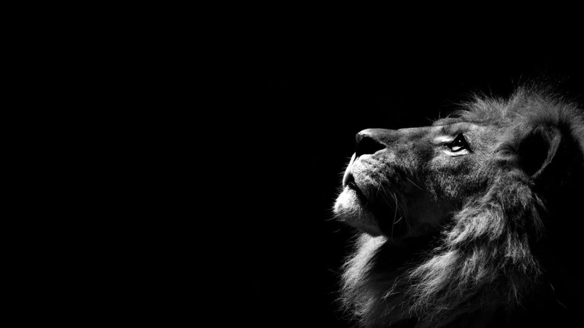 Leone bianco e nero profilo, 1920x1080 1080p, Laptop