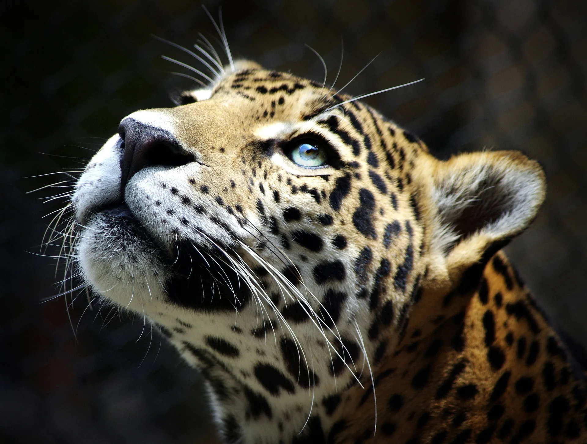 Leopardo primo piano occhi azzurri, 3700x2800 WQXGA, PC