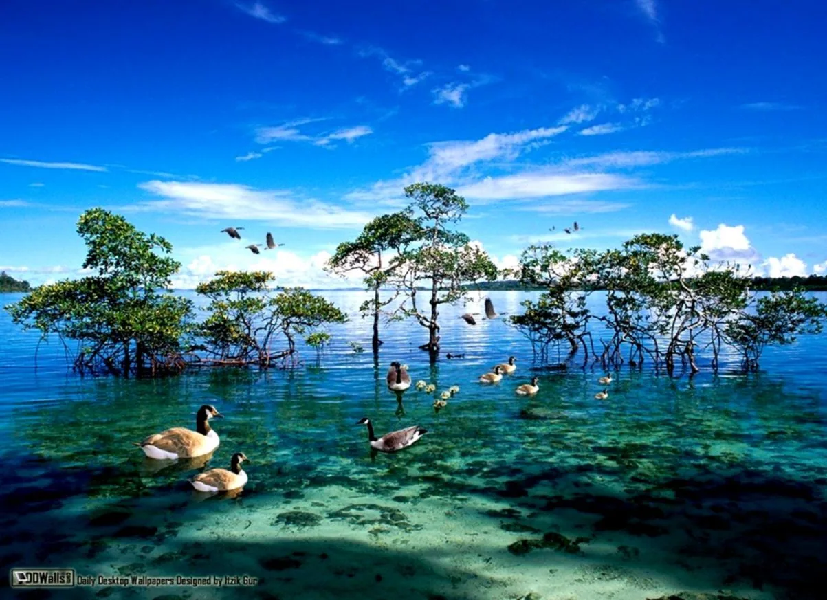 Mangrovie e uccelli in laguna, 1203x873 HD, PC