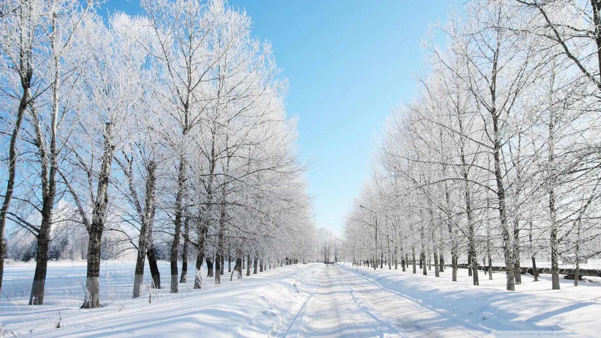 Strada innevata tra alberi, 1920x1080 Full HD, Laptop