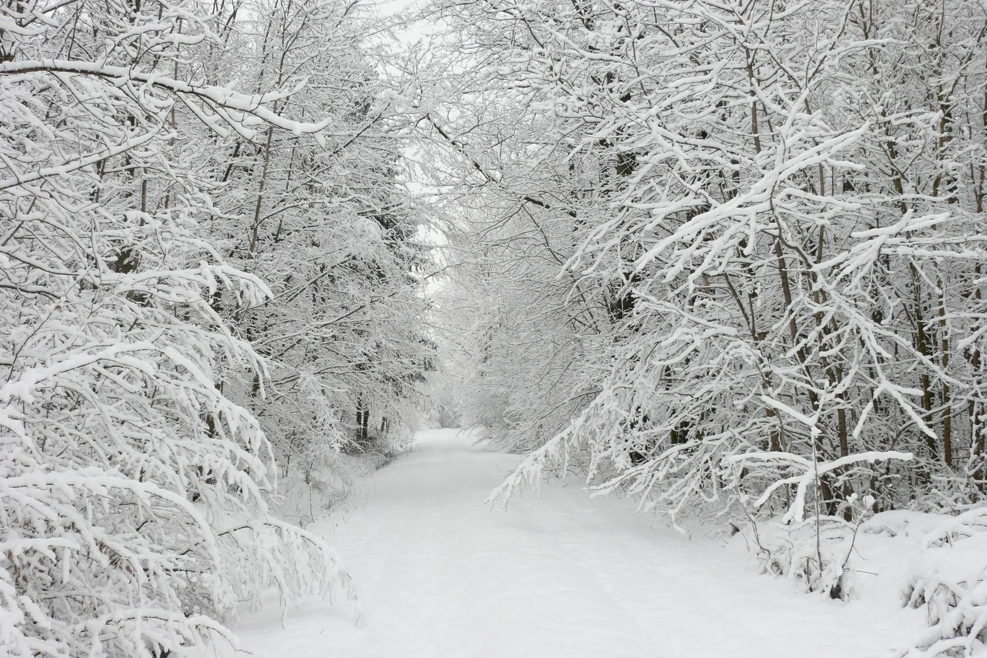 sentiero innevato nel bosco, 2880x1920 2K+, PC