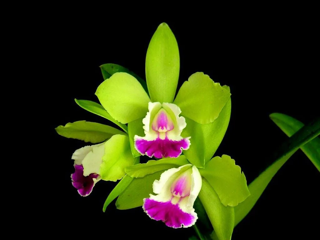 Orchidea verde e fucsia, 1024x768 HD, Laptop