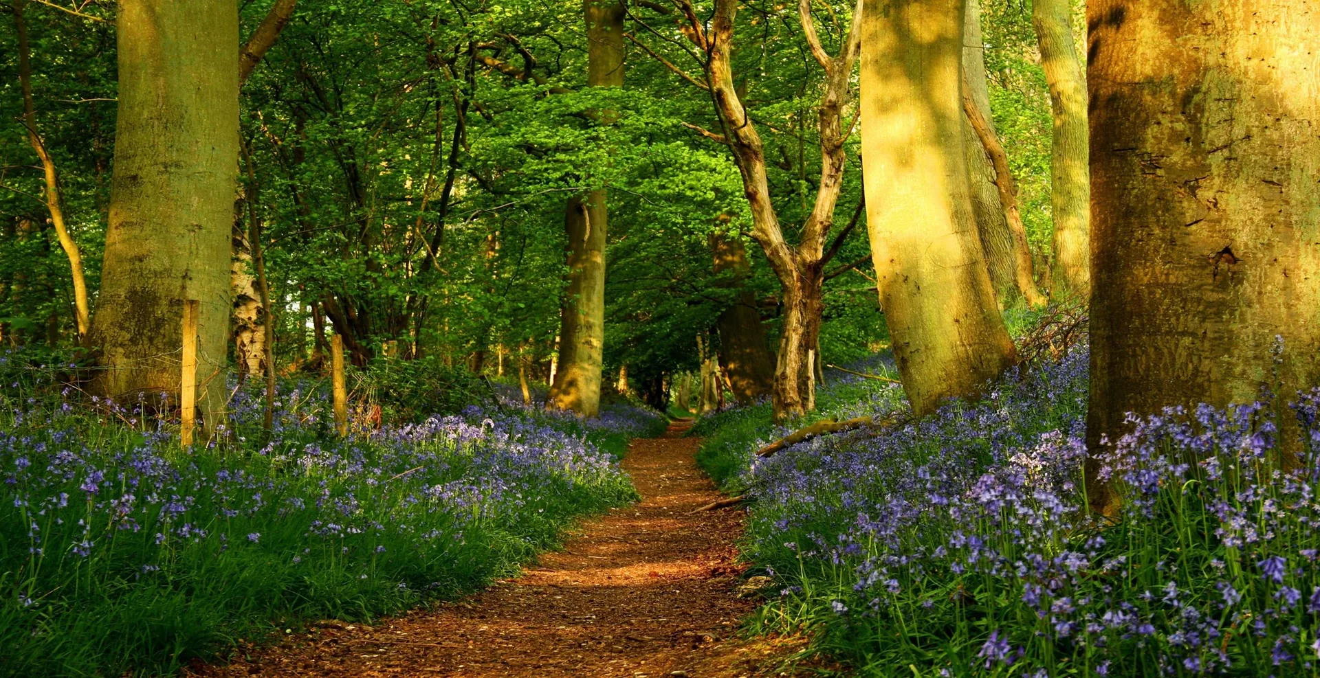 Sentiero nel bosco primaverile, 2560x1316 2K QHD, PC