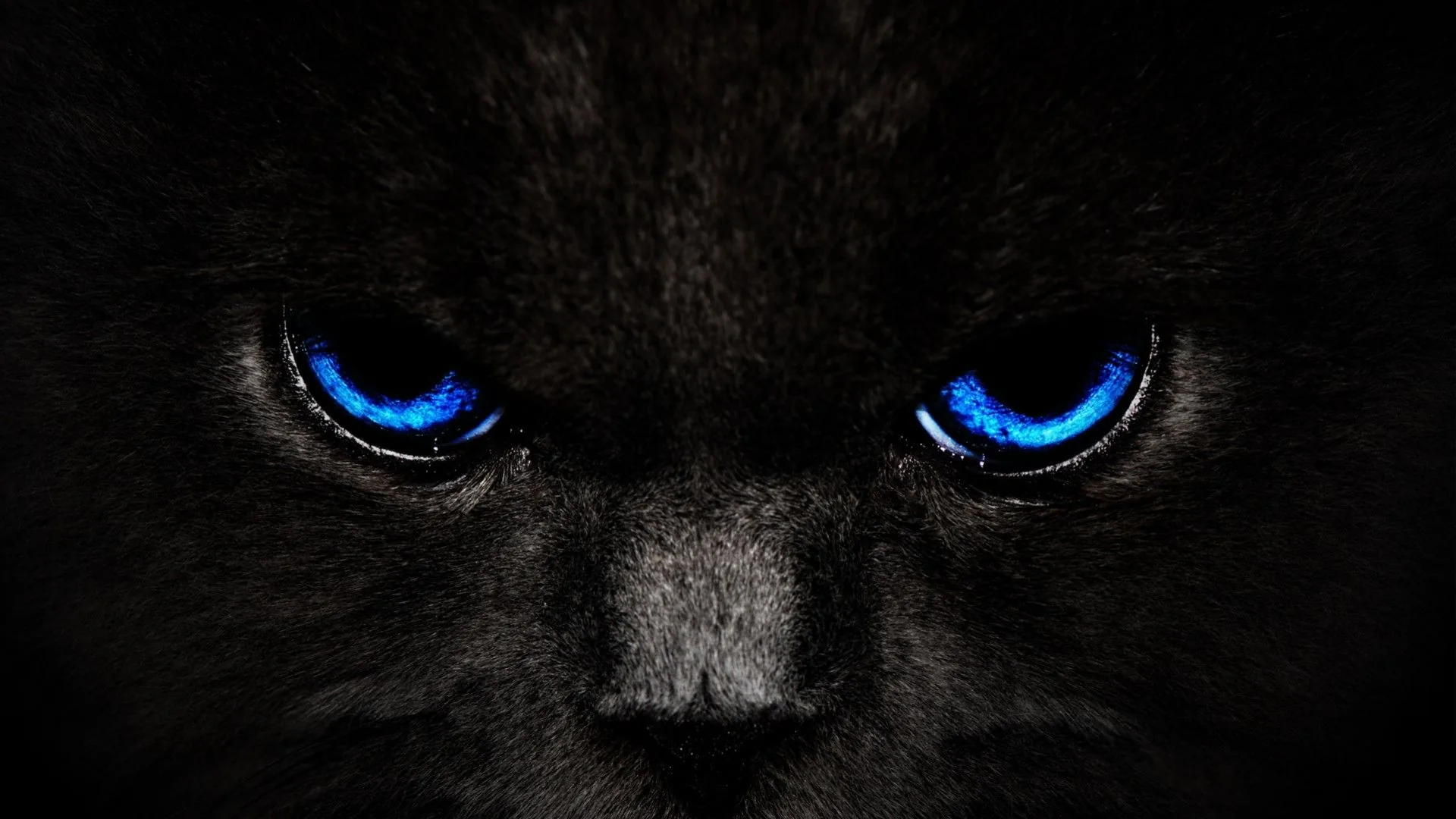 Pantera nera occhi blu, 1920x1080 Full HD 1080p, Desktop