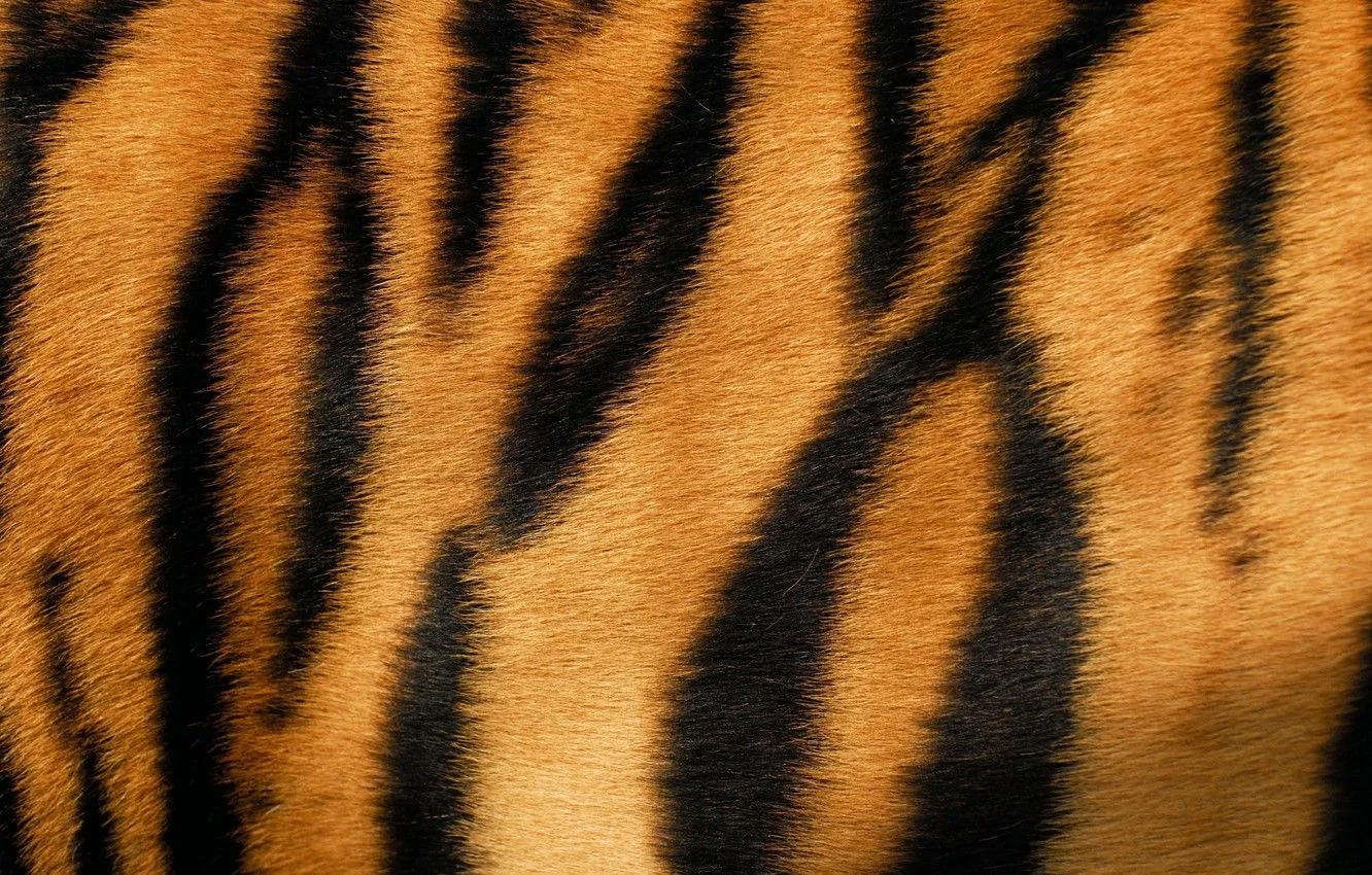 Pelliccia di tigre a strisce, 1332x850 720p, Laptop