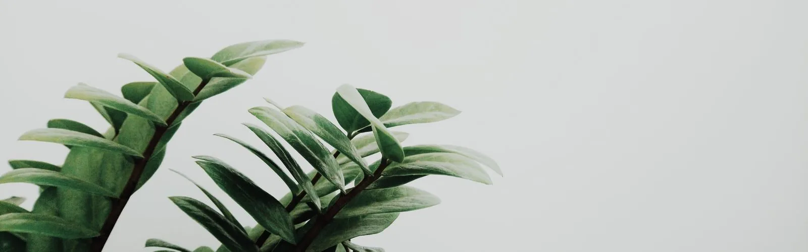 Foglie di palma minimaliste, 1600x500 Ultrawide, Dual Monitor