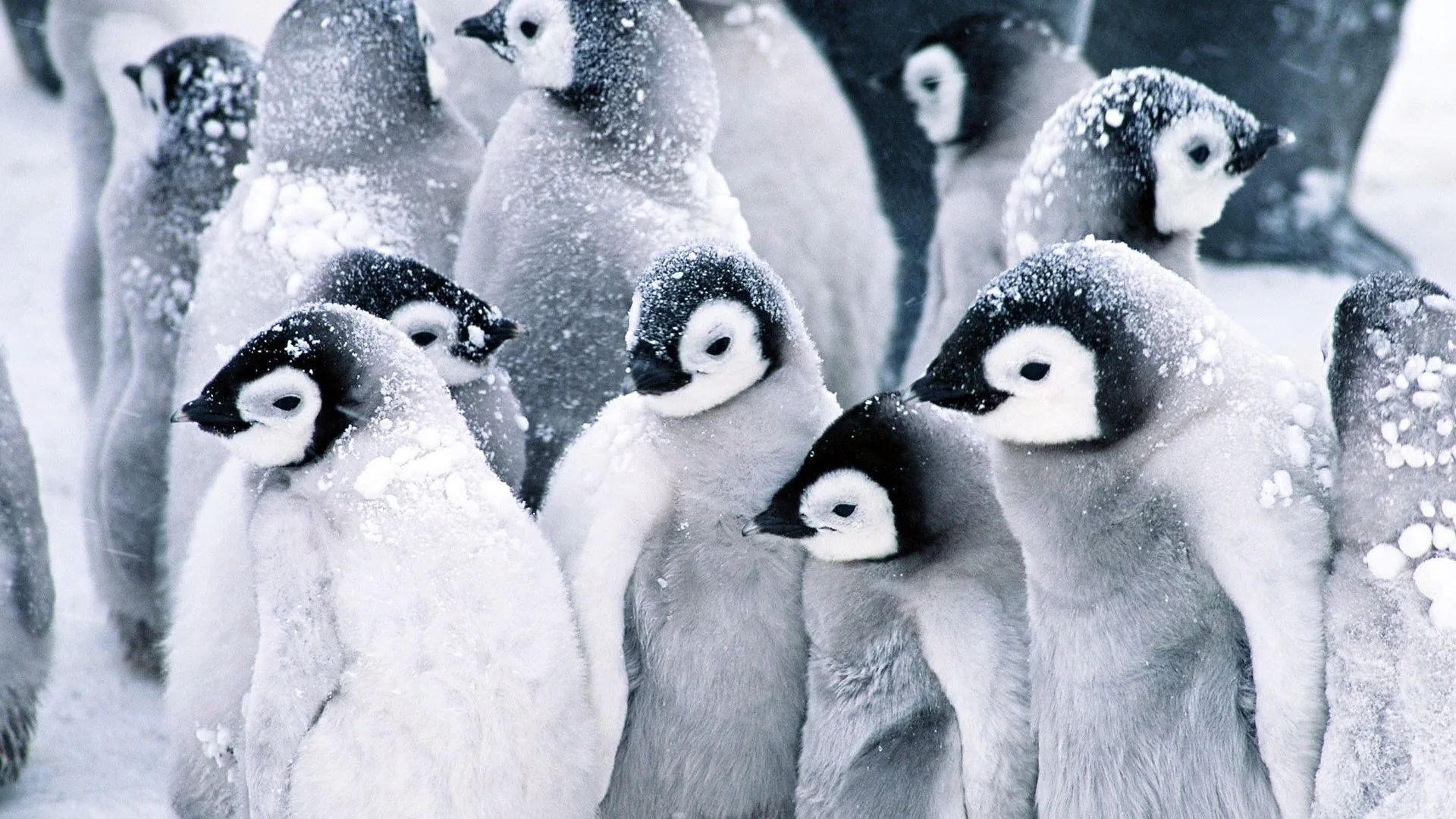 Pulcini di pinguino nella neve, 1920x1080 Full HD, Desktop