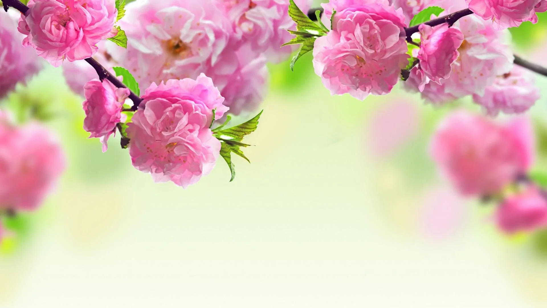 Fiori rosa di ciliegio primaverili, 1920x1080 Full HD, Desktop