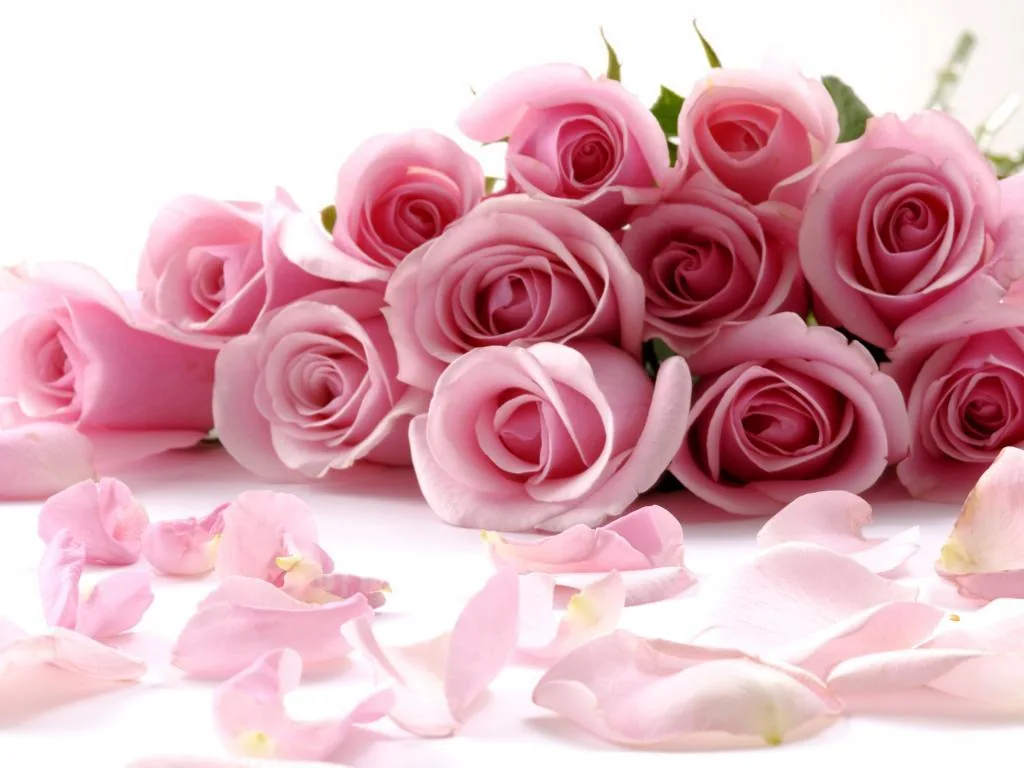 Rose rosa con petali, 1024x768 HD, PC