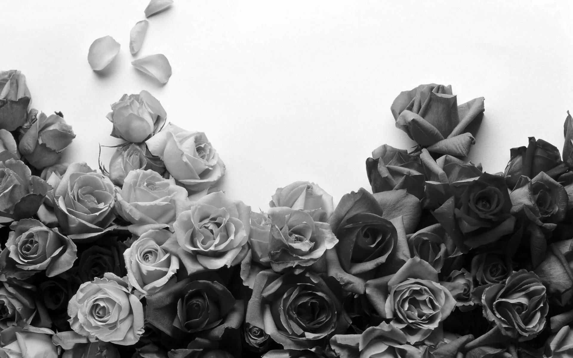 Rose bianco e nero, 2560x1600 2K, Desktop